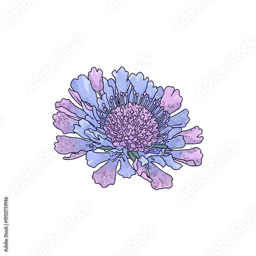 Detailed Vector Illustration of a Charming Scabiosa Bloom, Rendered with Artistic Lines and Watercolor Textures, Ideal for Botanical Graphics, Seasonal Projects, and Creative Design Assets