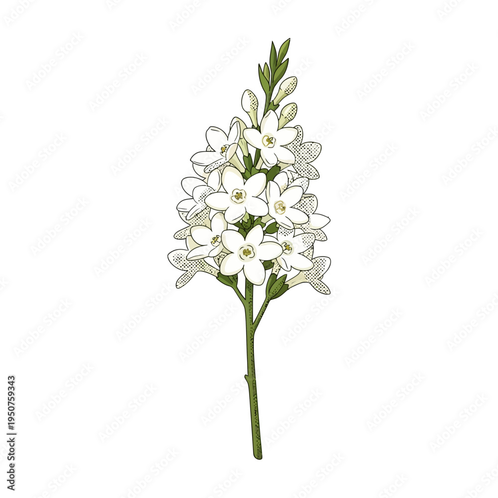 Obraz premium Hand-drawn vector illustration of beautiful white stephanotis blossoms on a delicate stem, perfect for elegant floral designs and botanical themes