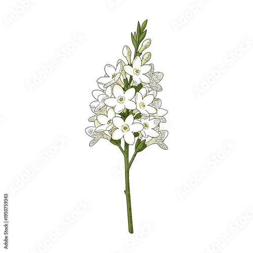 Hand-drawn vector illustration of beautiful white stephanotis blossoms on a delicate stem, perfect for elegant floral designs and botanical themes