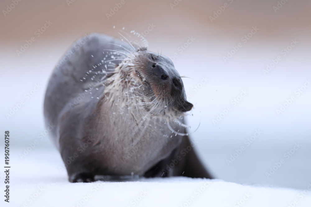 Fototapeta premium Wydra (Lutra lutra), otter