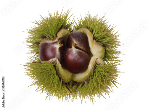 Foto Several ripe, glossy brown chestnuts nestled within their vibrant green, spiky o