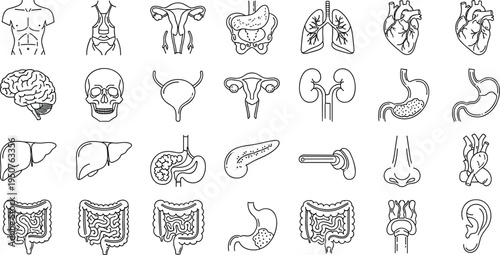 Black and white human muscular system vector set featuring posterior and anterior views of detailed anatomy silhouettes,