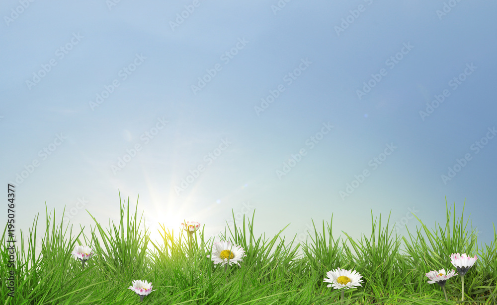 Fototapeta premium Beautiful daisy flowers growing among lush green grass on sunny day. Spring season