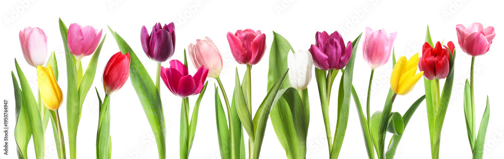 Naklejka premium Colorful tulip flowers on white background. Spring season