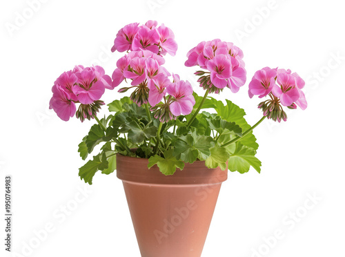 Foto Vibrant pink geranium flowers blooming in a rustic terracotta pot, beautifully i