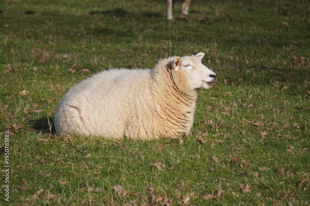 Obraz premium Sheep resting in sunny green field in English countryside