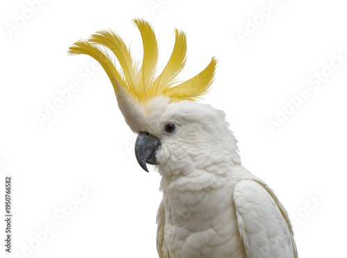 Принти на полотні Majestic Sulphur-crested Cockatoo with vibrant yellow crest, a beautiful tropica