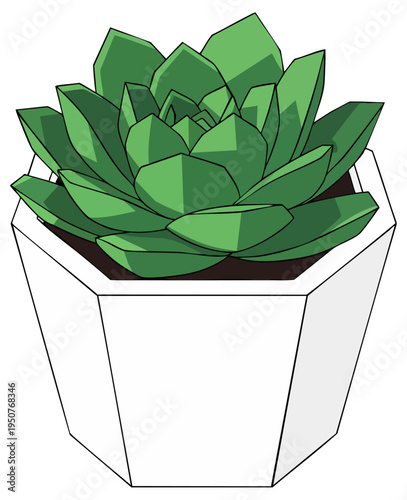 Green Echeveria Succulent Plant in White Hexagonal Geometric Pot
