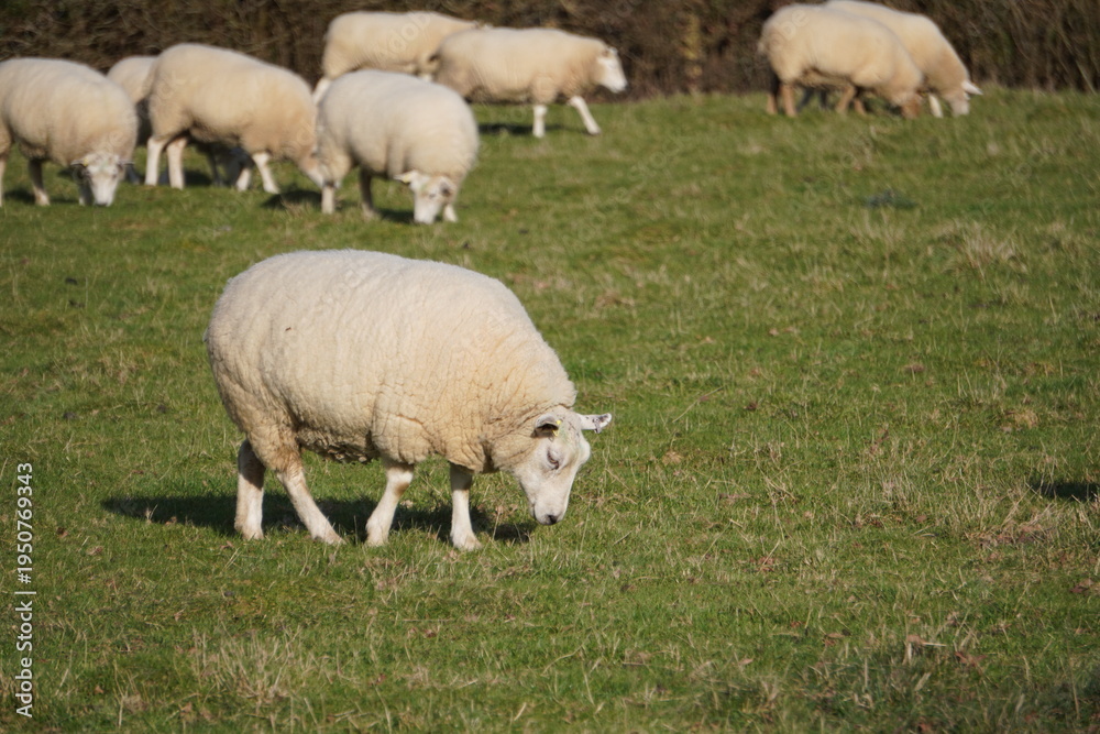 Obraz premium Flock of sheep grazing