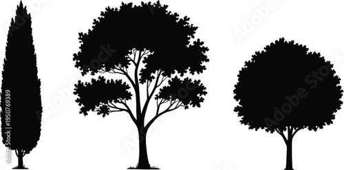 Variety of three tree silhouettes vector illustration showing different forms and heights