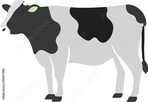 A black and white cow standing on a white background