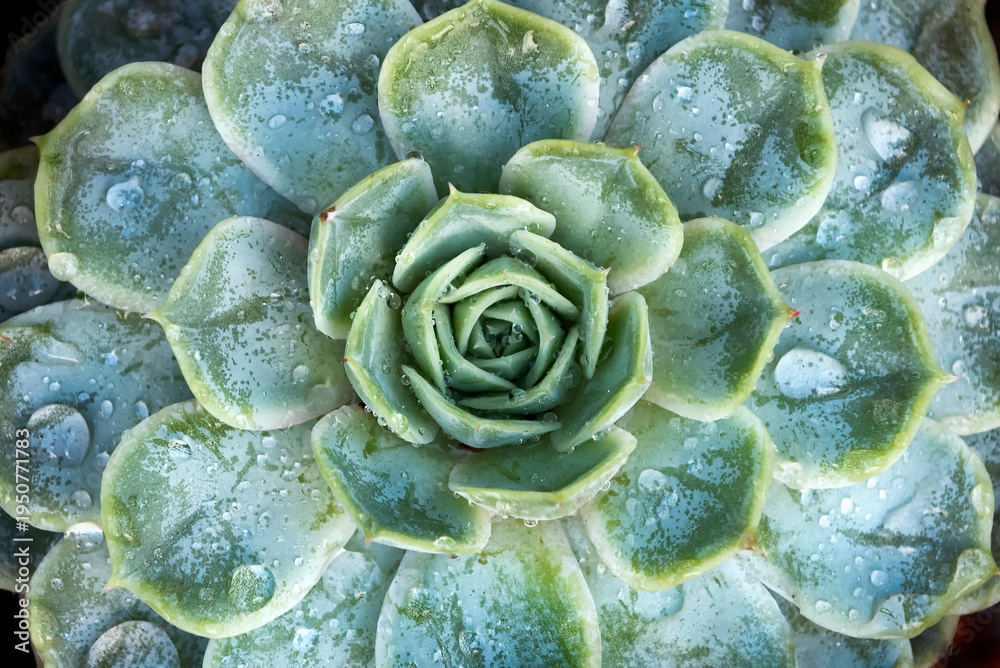 Obraz premium Water droplets on Echeveria succulent