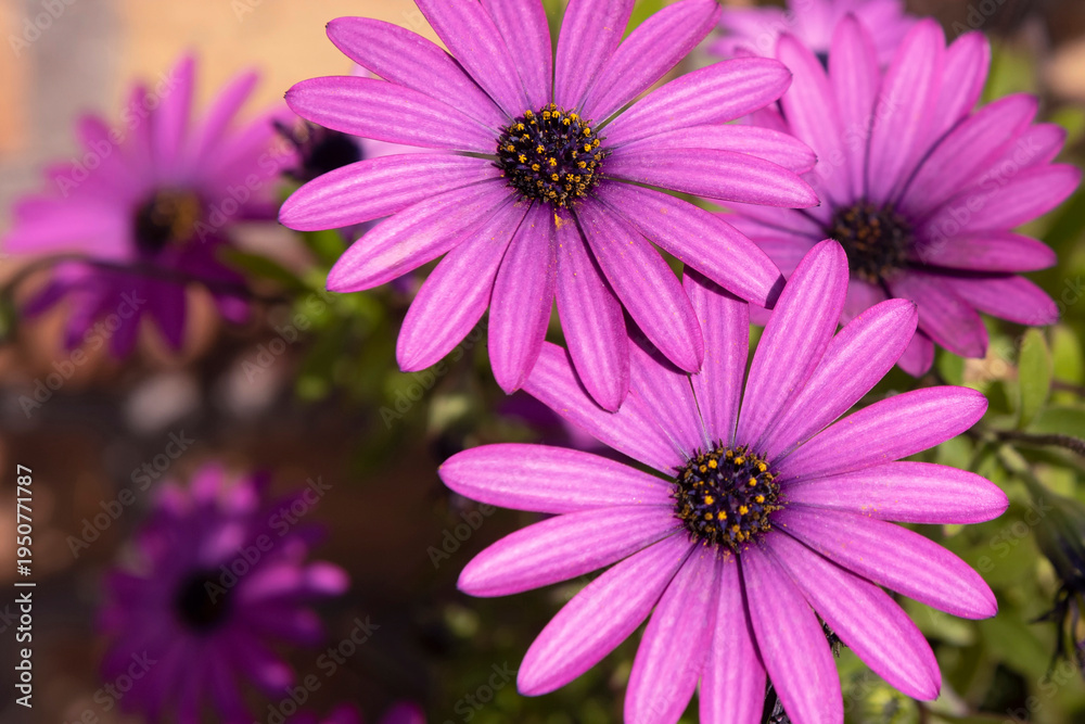 Fototapeta premium River daisy