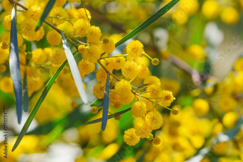 Fotografie Golden wattle flowers blooming on acacia tree branch