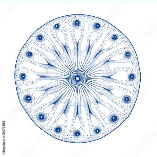simple vector diatom clipart illustration white background vector art style simple design flat illustration no shadows