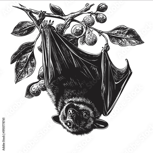 black silhouette fruit bat on a white backgrounk vector
