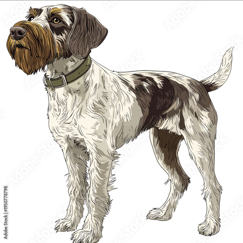 simple vector Wirehaired Pointing Griffon clipart illustration white background vector art style simple design flat illustration no shadows.jpe