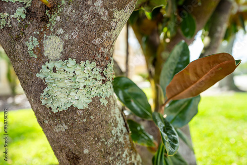 Lichens growing on tree trunk in Florida. Lichens are composite organisms. they are both a fungus and bacteria and do not harm the tree or shrub they are attached too. 
