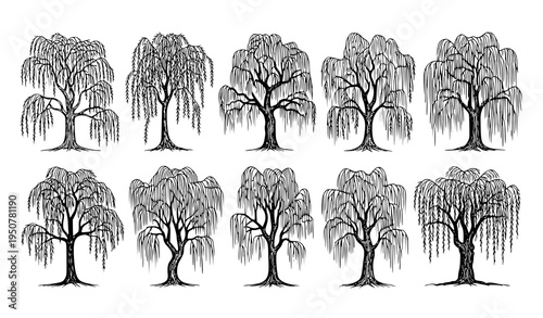 Weeping willow tree sketch vector set with elegant hanging foliage botanical nature illustrations