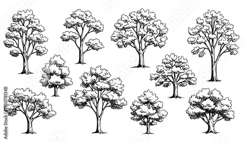 Hand drawn deciduous tree illustration collection with natural foliage botanical sketch vector set