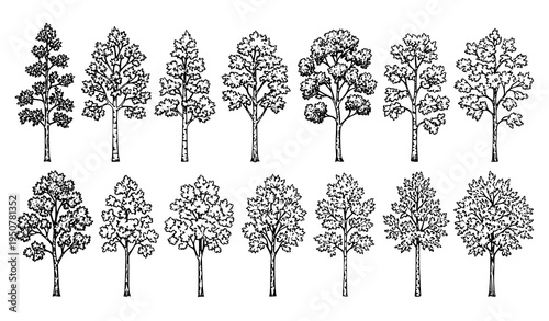 Deciduous trees sketch vector set with oak maple birch foliage tree botanical illustrations