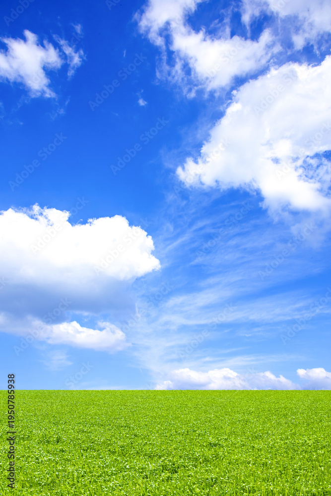 Naklejka premium 緑の草原と青空