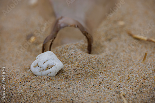 Small Seashell Resting Against Driftwood on Sandy Hook Beach New Jersey