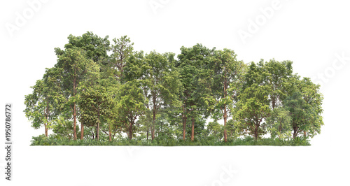 Foto Group of tree. Green treeline isolated on white background.