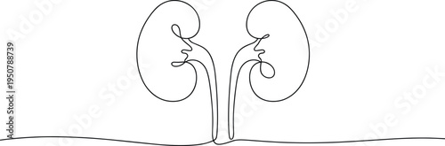 Single Line Drawing of Human Kidneys anatomy medical