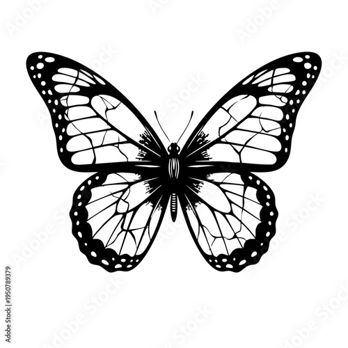 Black and white illustration of butterfly.