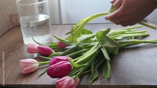 A woman arranges beautiful tulips in a vase by a window at home. A woman decorates with flowers, a close-up of her hands holding flowers. Home, comfort, beauty