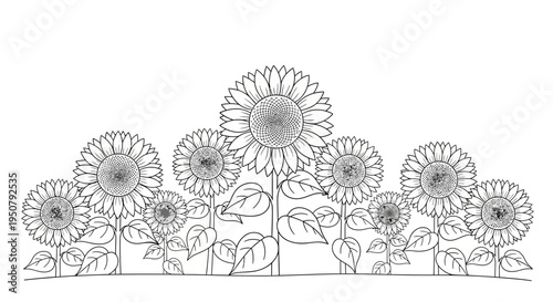 Cheerful Sunflower Field Coloring Page for Young Nature Explorers. transparent.