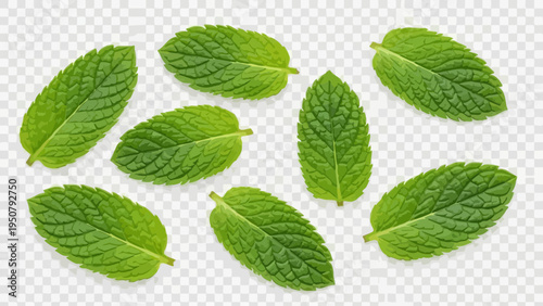 Fresh macro closeup of organic mint plant leaves and a green peppermint herb branch with foliage isolated on a white background for food or herbal medicine ingredient.