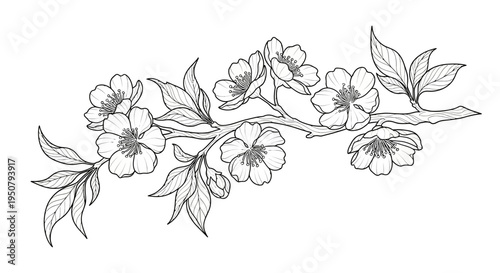 Art Nouveau Inspired Cherry Blossom Branch, Flowing Organic Lines, Delicate Floral Beauty.