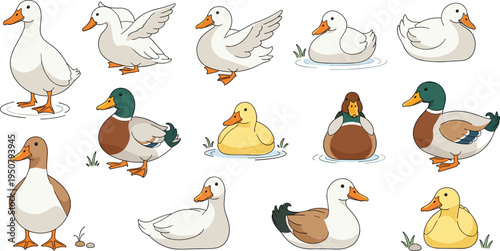 Cute duck character set featuring mallard white farm ducks and yellow ducklings in various poses like swimming standing and flying for farm nature designs