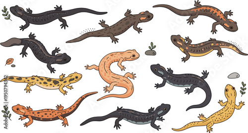 Cute salamander and newt character set with various poses and colors for amphibian wildlife nature education forest and exotic pet design projects