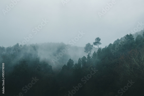 A breathtaking and moody landscape of a dense evergreen forest shrouded in thick, rolling white mist. The dark green pine trees emerge from the fog against a pale, overcast sky, creating a cinematic a