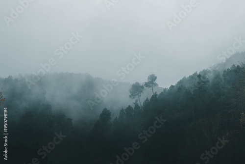 A breathtaking and moody landscape of a dense evergreen forest shrouded in thick, rolling white mist. The dark green pine trees emerge from the fog against a pale, overcast sky, creating a cinematic a