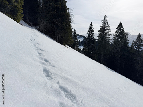 Wallpaper Mural Wonderful winter hiking trails and traces on the fresh alpine snow cover of the Bernese Oberland region, Switzerland - Herrliche Winterwanderwege und Spuren auf der frischen Schneedecke, Schweiz Torontodigital.ca