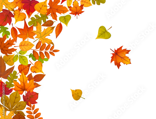 Autumn fall leaves poster or banner. Autumn seasonal vector banner or card. Thanksgiving festive flyer or poster with flying and falling linden, marple, oak and acacia tree leaves on white background