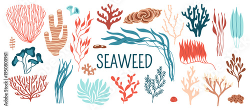 Underwater seaweed and sea algae plants vector icons. Ocean coral reef marine water alga weeds and corals, red and brown algae, kelp, seagrass and rhodymenia, laminaria and spirulina seaweeds set