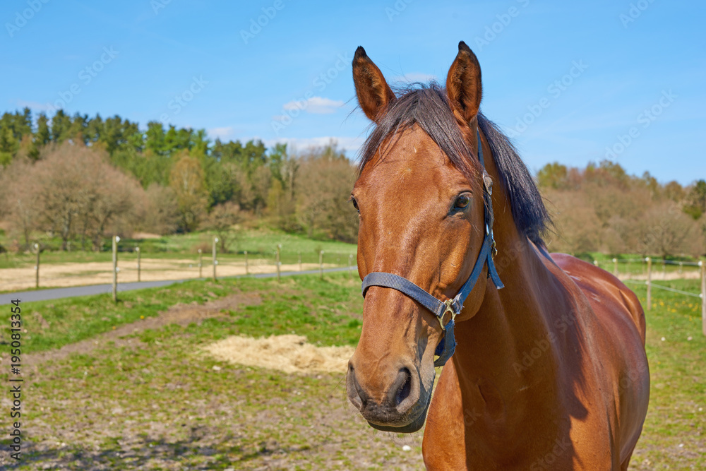 Fototapeta premium Calm, portrait or horse on ranch with space, equine or habitat in ecology management. Animal conservation, farm or stallion with peace, nature preservation or sustainability with warmblood breed.