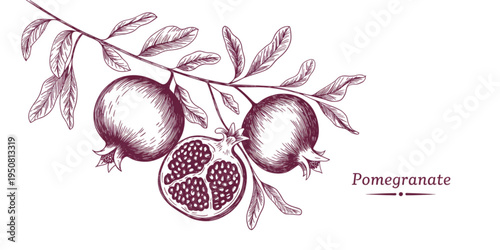 A detailed botanical hand drawing of a pomegranate branch with two whole fruits and one sliced half Vector