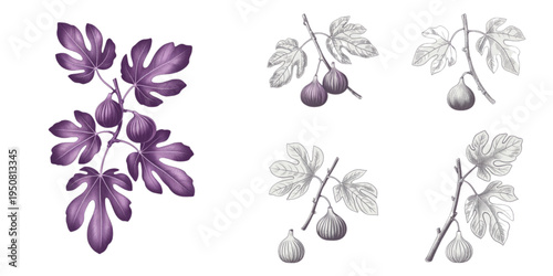 Detailed vintage style botanical illustrations of fig branches with purple and monochrome fruit Vector