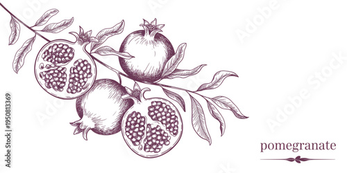 A detailed botanical illustration of pomegranate fruits and leaves arranged on a winding branch Vector