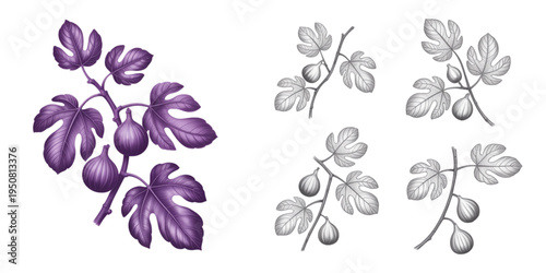 Set of botanical illustrations showing various fig branches with ripe fruits and lobed green leaves Vector