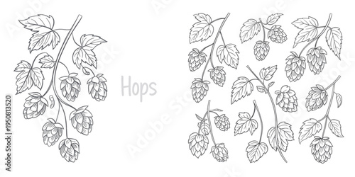 Detailed black and white line art illustration featuring multiple clusters of fresh hop flowers Vector