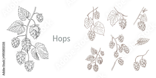 A collection of detailed hand drawn hop plant illustrations with foliage and cones for brewing Vector