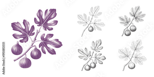 A collection of detailed fig branches with leaves and fruits illustrated in a vintage style art Vector