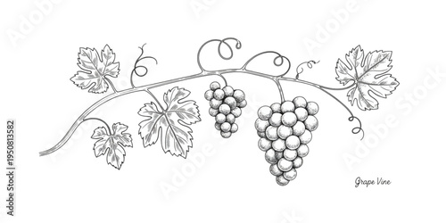 Detailed hand drawn illustration of a grape vine branch featuring leaves and clusters of grapes Vector